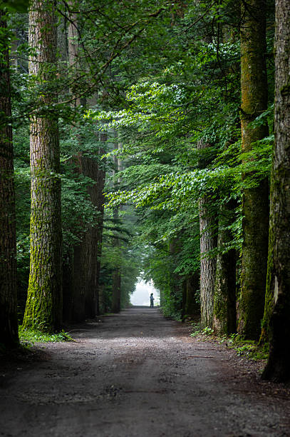 A refreshing walking path through the larch forest of Karuizawa