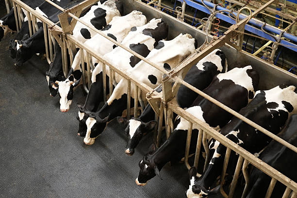 istock Cows stand in a row on a farm and are milked 2244044975