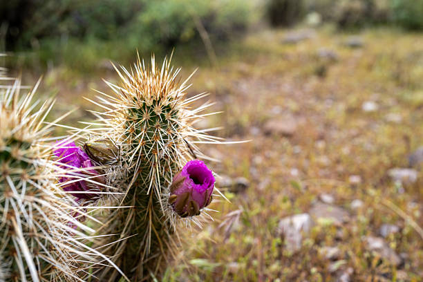 The purple flowers of the Hedgehog Cactus are extraordinarily vibrant in the springtime in the Sonoran Desert of Arizona.