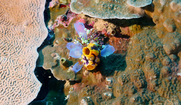 istock Coral seascape with ascidians (Clavelina sp. and Polycarpa aurata) 2244046062
