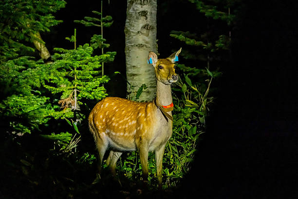 istock Ezo deer in the forest at night 2244046103