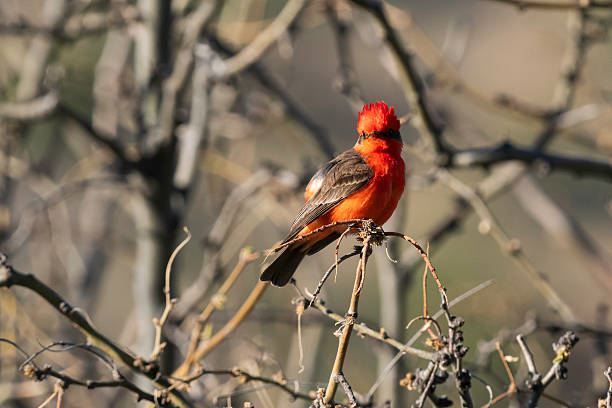 istock Male Vermilion Flycatcher in Arizona 2244047500