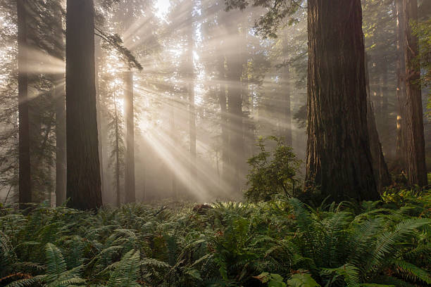 istock Redwood National and State Park 2244048851