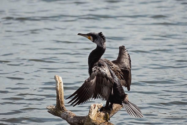 istock Cormorant Drying Wings on a Branch 2244049295