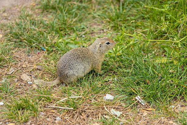istock Ground squirrel on grass. Small rodent foraging and moving in natural habitat 2244049927