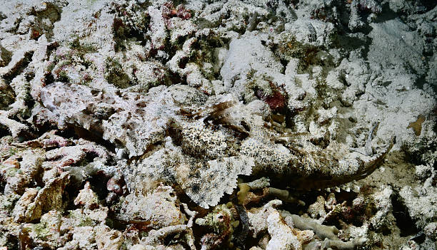 istock Fringe-Eyed Flathead (Cymbacephalus nematophthalmus) or Crocodile Flathead (Cymbacephalus beauforti) almost invisible among sand and coral rubble 2244049992