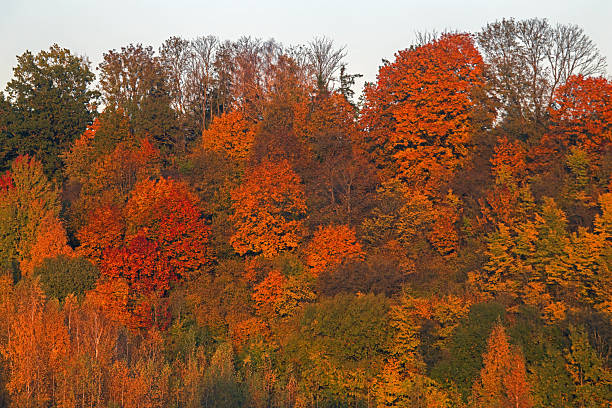 The multicolored autumn forest in the sunset light. Mixed deciduous and coniferous forest on the banks of the Nemunas River, Lithuania.