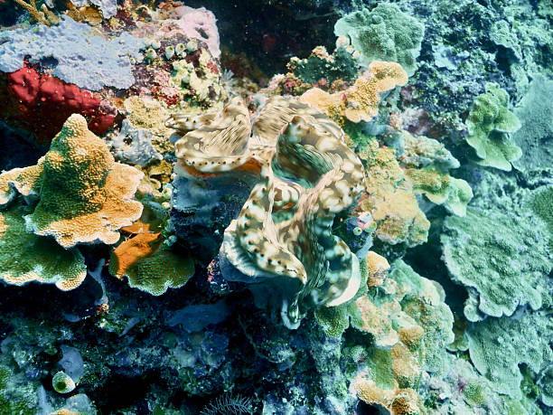 istock Giant Clam (Tridacna gigas) on diverse vertical seascape 2244050462