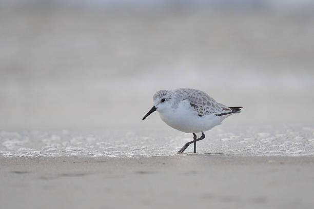 istock Adult Piping Plover Runs on Sandy Beach 2244052106