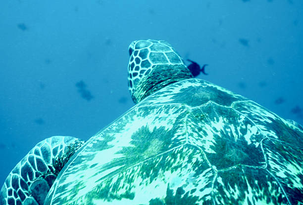 Green Sea Turtle (Chelonia mydas) point of view