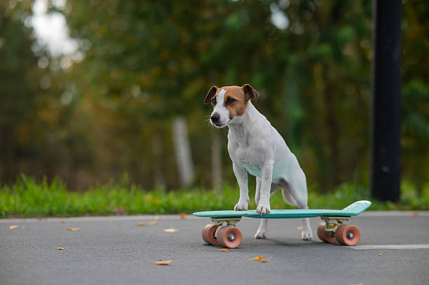 istock A Jack Russell Terrier rides a penny board in an autumn park. 2244052207