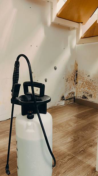 istock Dangerous mold on the wall under the stairs: tools for its removal 2244052851