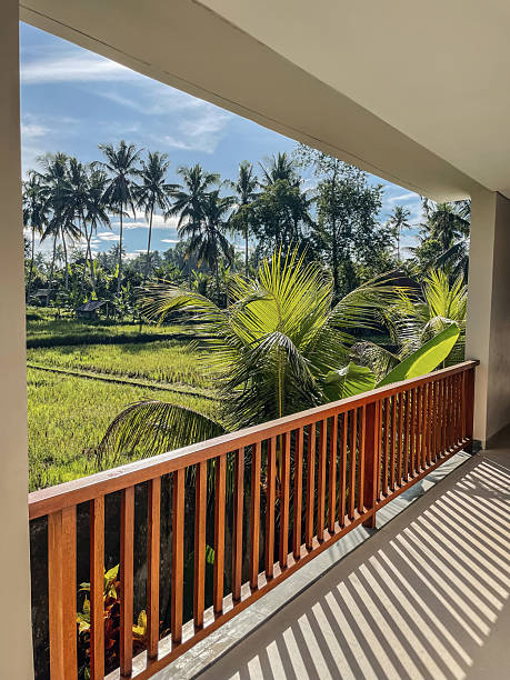 istock Picturesque view from balcony to palm trees and rice fields 2244053687