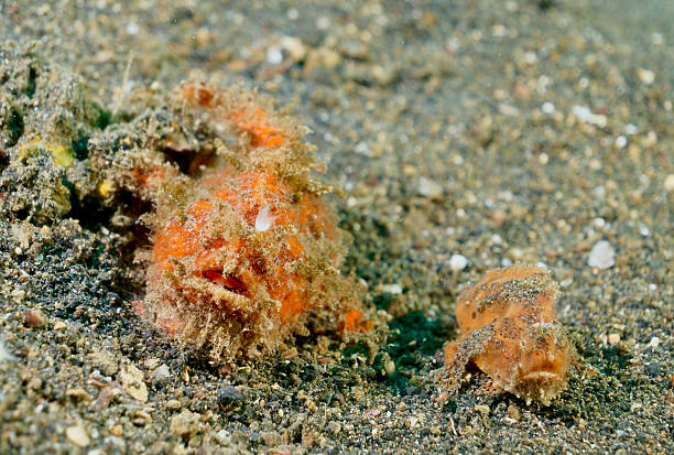 istock Large and small Freckled Frogfish front (Abantennarius coccineus) 2244055046