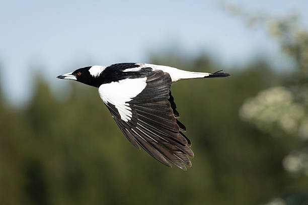 istock Australian magpie (Gymnorhina tibicen) flying, Yarralumla Equestrian Centre, ACT, October 2025 2244055230
