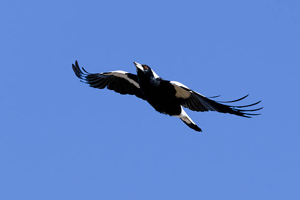 istock Australian magpie (Gymnorhina tibicen), Callum Brae NR, ACT, August 2025 2244055241