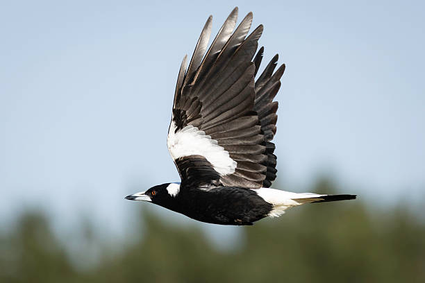 istock Australian magpie (Gymnorhina tibicen) flying, Yarralumla Equestrian Centre, ACT, October 2025 2244055502