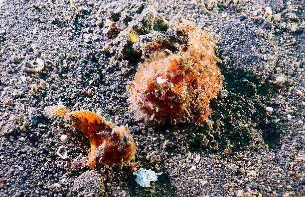 istock Large and small Freckled Frogfish side (Abantennarius coccineus) 2244055815
