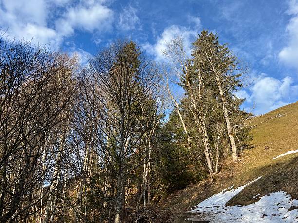 istock Mixed mountain forest and alpine pastures in a winter setting above the Engelberg tourist resort - Canton of Obwalden, Switzerland (Kanton Obwald, Schweiz) 2244056465