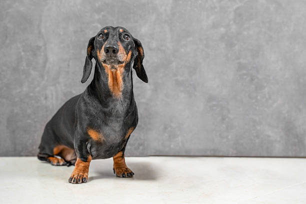 Calm dachshund posing against gray background for pet themed designs