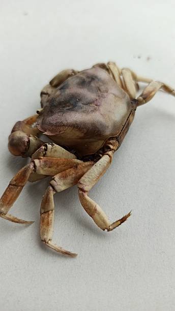 istock Field Crab in a Rice Paddy 2244061569
