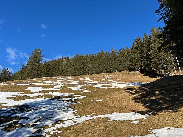 Evergreen forest or coniferous trees and alpine pastures in a winter setting above the Engelberg tourist resort - Canton of Obwalden, Switzerland (Kanton Obwald, Schweiz)