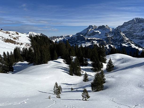 istock Evergreen forest or coniferous trees and alpine pastures in a winter setting above the Engelberg tourist resort - Canton of Obwalden, Switzerland (Kanton Obwald, Schweiz) 2244061667