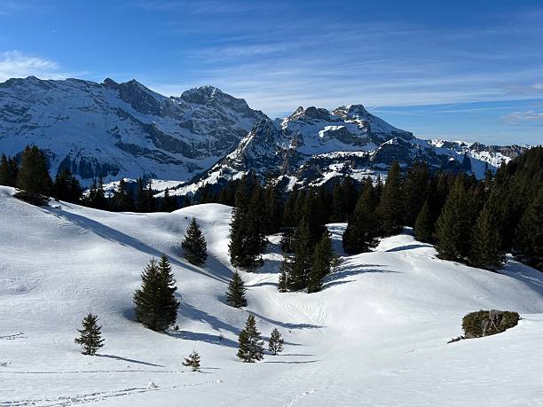 istock Evergreen forest or coniferous trees and alpine pastures in a winter setting above the Engelberg tourist resort - Canton of Obwalden, Switzerland (Kanton Obwald, Schweiz) 2244061677