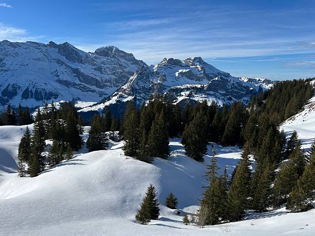 istock Evergreen forest or coniferous trees and alpine pastures in a winter setting above the Engelberg tourist resort - Canton of Obwalden, Switzerland (Kanton Obwald, Schweiz) 2244061680