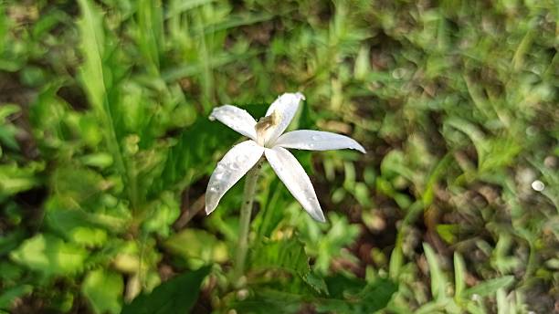 istock Hippobroma longiflora After the Rain 2244061782