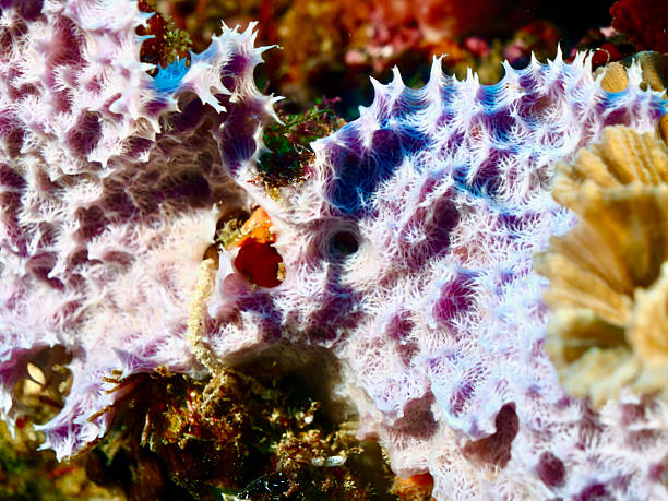 istock Marine Sponge (Callyspongia sp.) on coral substrate 2244061879