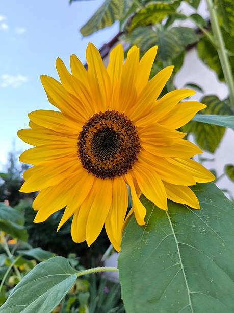 istock Close-up of sunflower against blue sky 2244062121