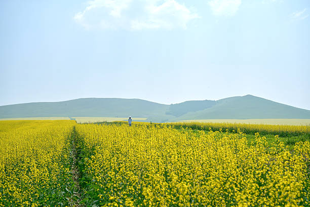 Person walking in a vast yellow flower field under a clear blue sky