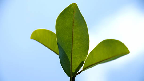 istock Bright green sprout emerges from the soil reaching towards the sky, 2244070365