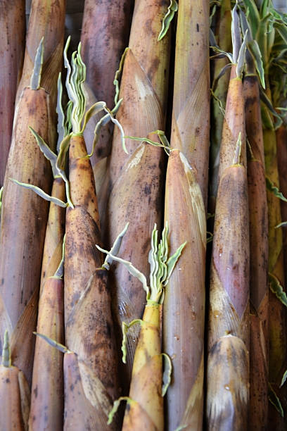 Several bamboo shoots (takenoko) harvested for consumption.