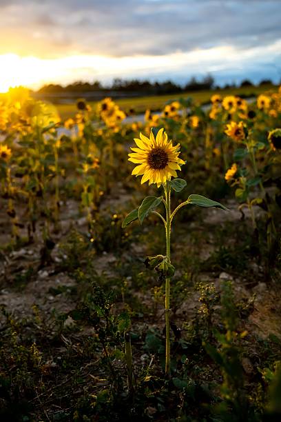 istock Sunflower field at sunset with a single bloom in focus. 2244070553
