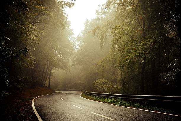 A serene winding road through a misty forest with lush green trees under soft light, creating a tranquil atmosphere.