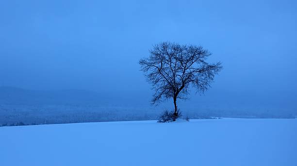 A solitary tree stands in a vast snowy landscape under a serene blue sky, evoking tranquility and solitude.