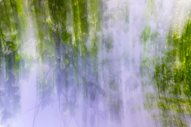 istock Indonesian tropical forest wild landscape with tall and green trees 2244071372