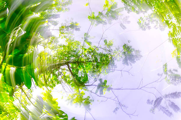 istock Indonesian tropical forest wild landscape with tall and green trees 2244071373