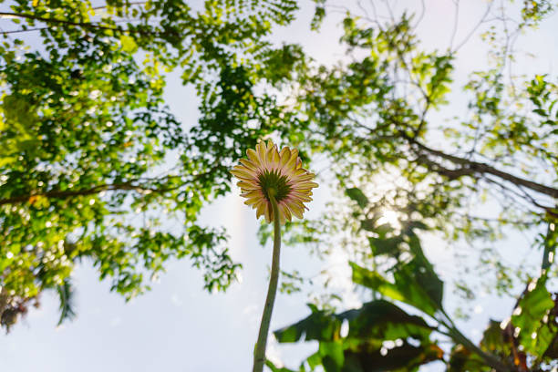 Indonesian tropical forest wild landscape with tall and green trees