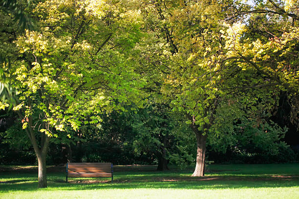 Sunny park