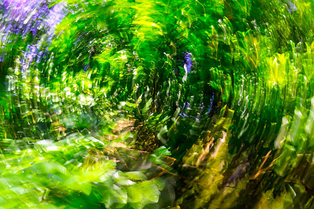 Indonesian tropical forest wild landscape with tall and green trees