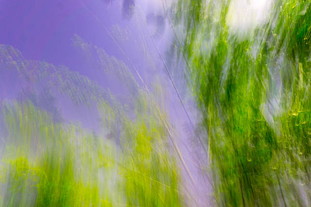 Indonesian tropical forest wild landscape with tall and green trees