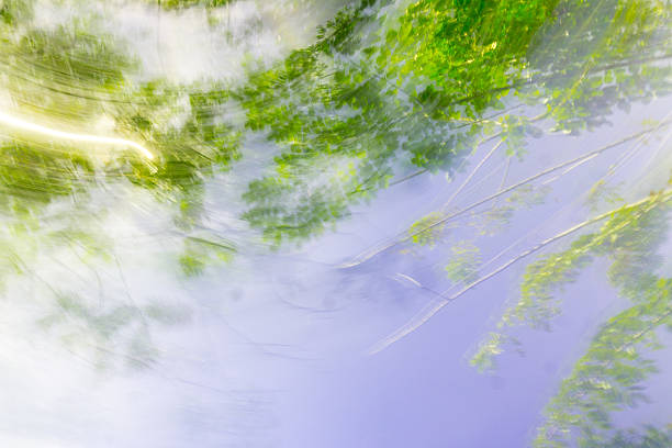 istock Indonesian tropical forest wild landscape with tall and green trees 2244071548