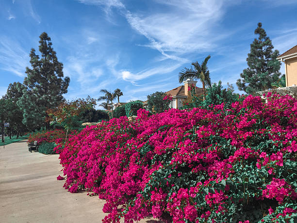 istock Vibrant pink flowers blooming under a clear blue sky 2244078280