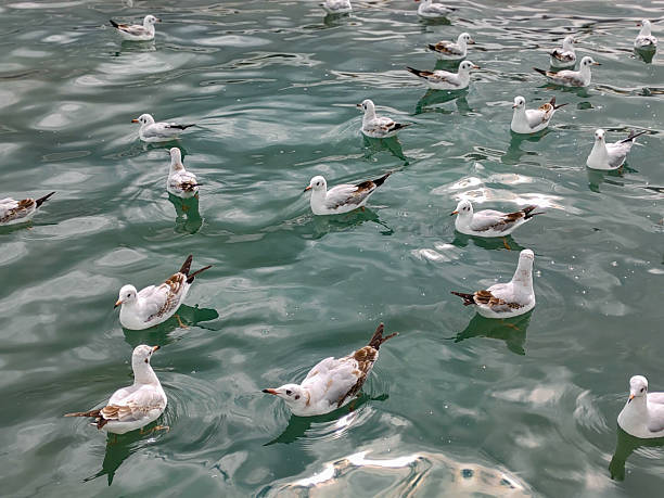A group of seagulls are playing in the water
