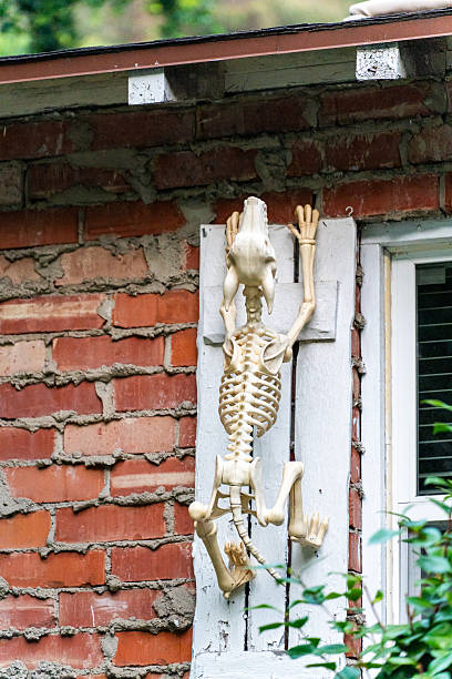 istock Skeletons Climbing Brick House as Funny Halloween Decoration 2244079570