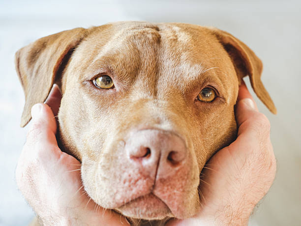istock Human hands and a cute dog. Studio shot 2244084194
