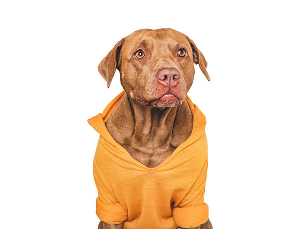 istock Cute dog and knitted yellow sweater. Studio shot 2244084211